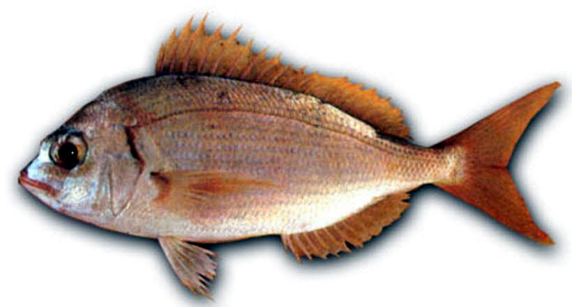 Pagellus bellottii_04.jpg